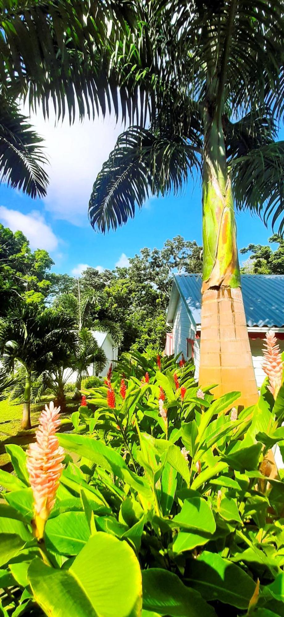 Caraibes Cottage Grenat Piscine Privee 900M De Grande Anse ديساي المظهر الخارجي الصورة