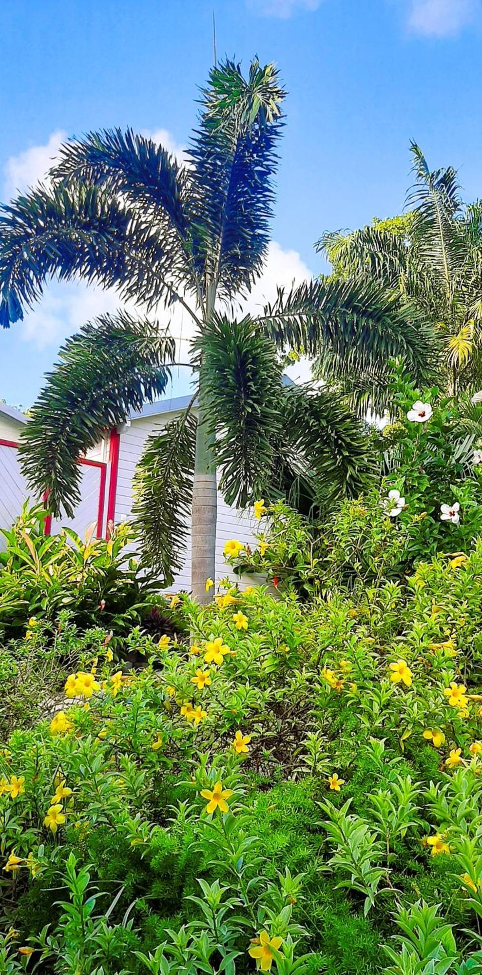 Caraibes Cottage Grenat Piscine Privee 900M De Grande Anse ديساي المظهر الخارجي الصورة